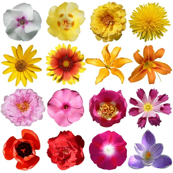 Kolekce květin — Stock fotografie