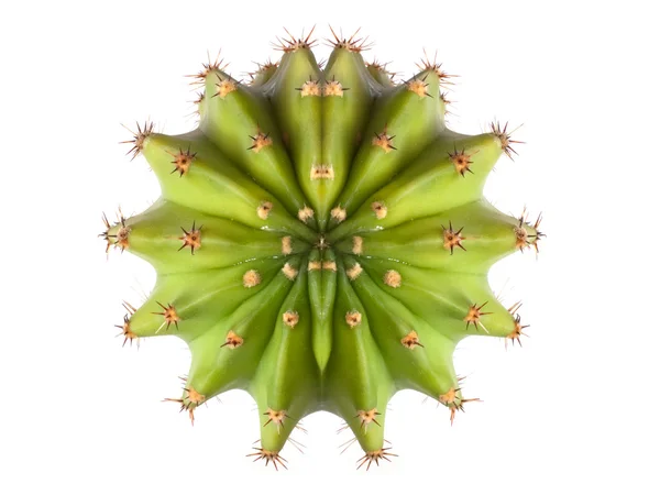 Cactus ovanifrån — Stockfoto