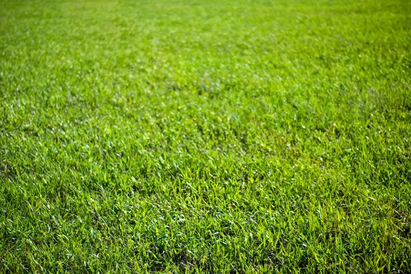 Hintergrund von Gras — Stockfoto