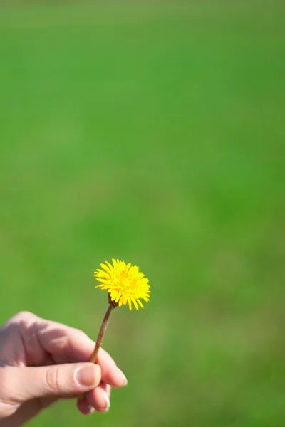 Dandelion in a hand — Stock Photo, Image