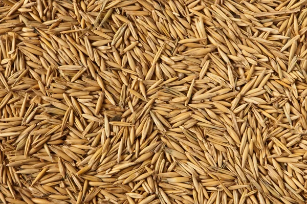 stock image Background of seeds