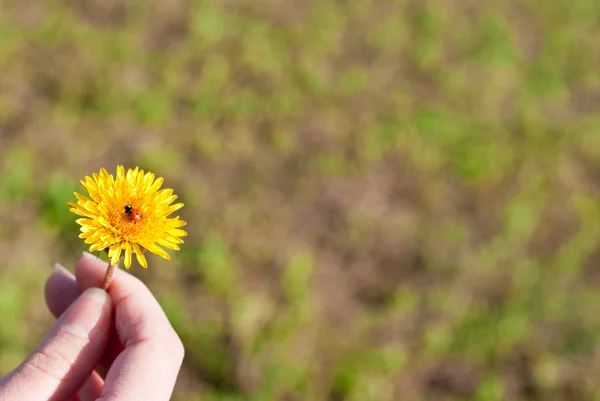 stock image Dandelion in a hand