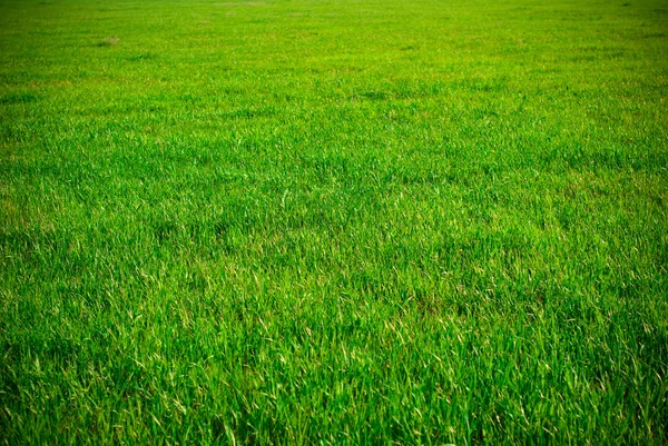 Bakgrund av gräs — Stockfoto