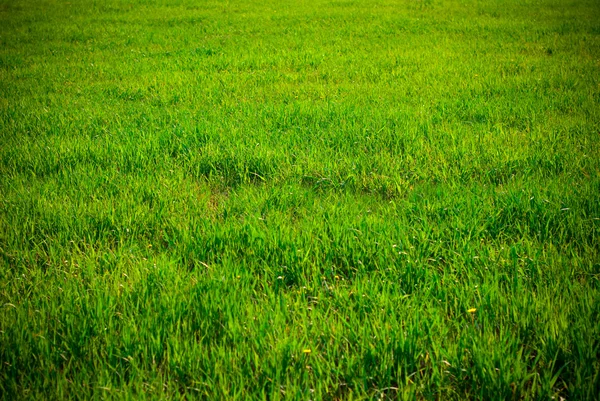 Hintergrund von Gras — Stockfoto