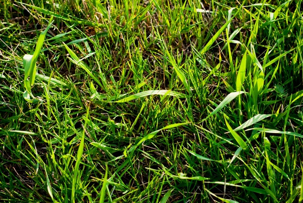 Sfondo di erba — Foto Stock