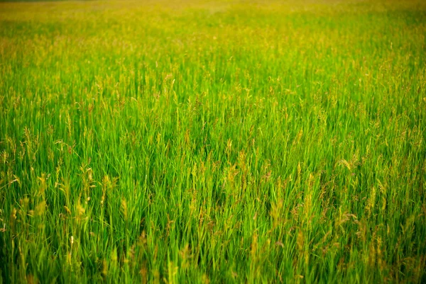 Stock image Background of meadow