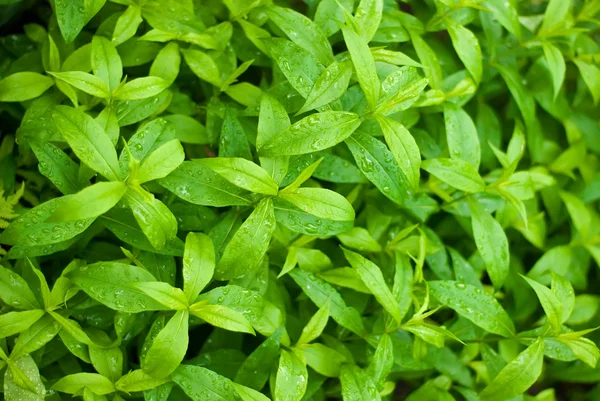 Background of wet leaves — Stock Photo, Image