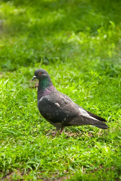 Pigeon dans l'herbe — Photo