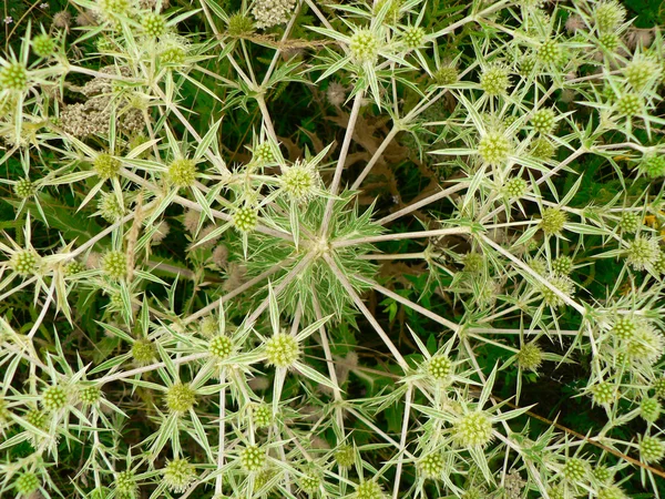 棘が付いている植物の背景 — ストック写真