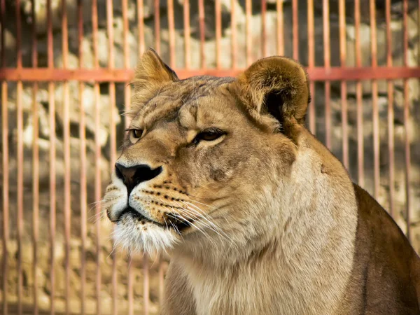 Lion mot buren — Stockfoto