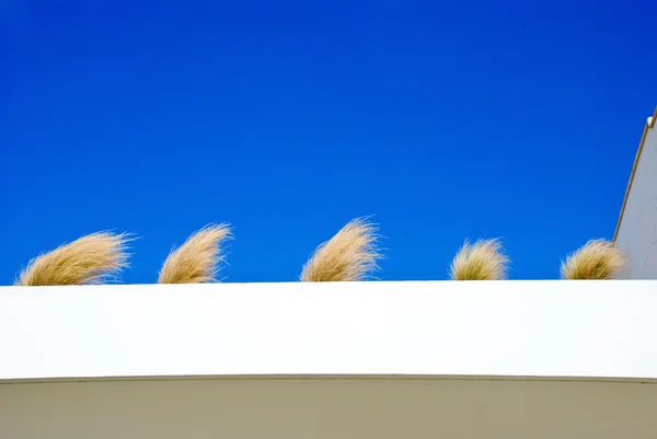Кучки травы против неба — стоковое фото