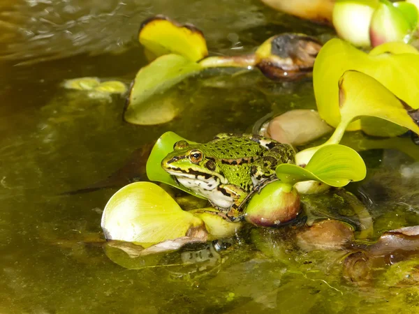 stock image Toad on leaf