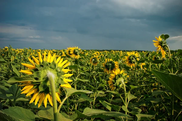 stock image Sunflower field