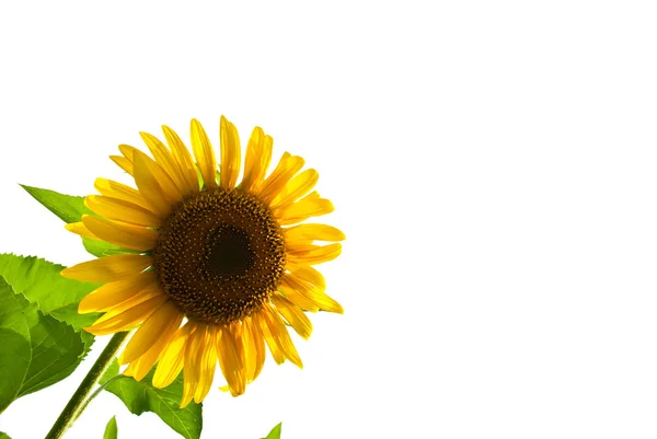 stock image Sunflower