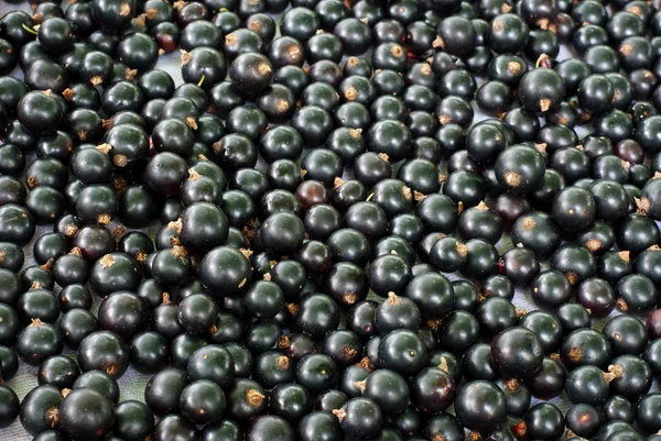 Siyah frenk üzümü — Stok fotoğraf