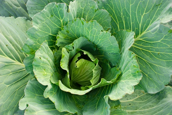 stock image Green cabbage