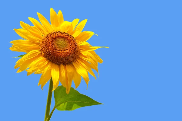 stock image Sunflower