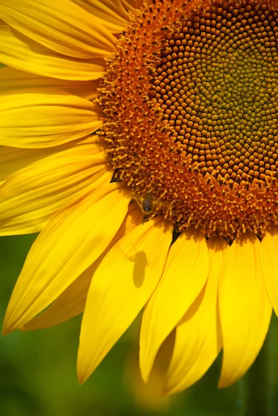 stock image Sunflower