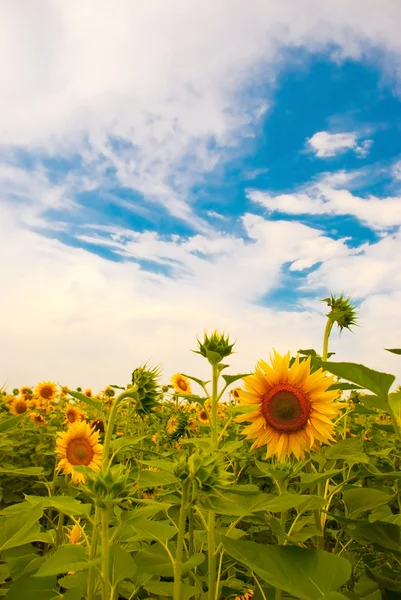 stock image Sunflower