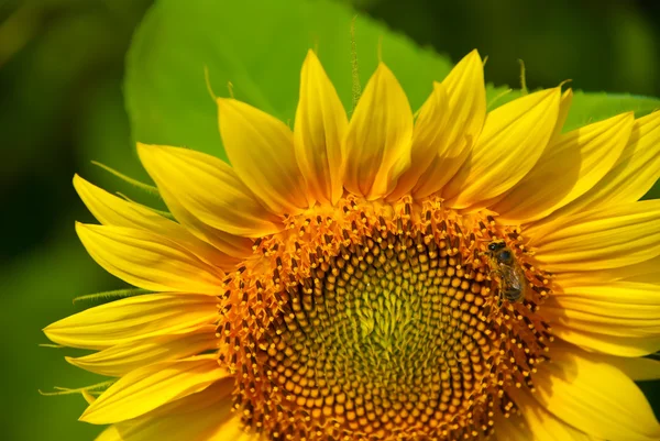 stock image Sunflower