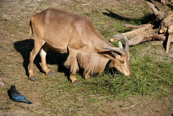 stock image Goat