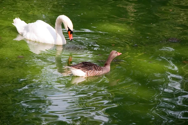 Swan and duck — Stock Photo, Image