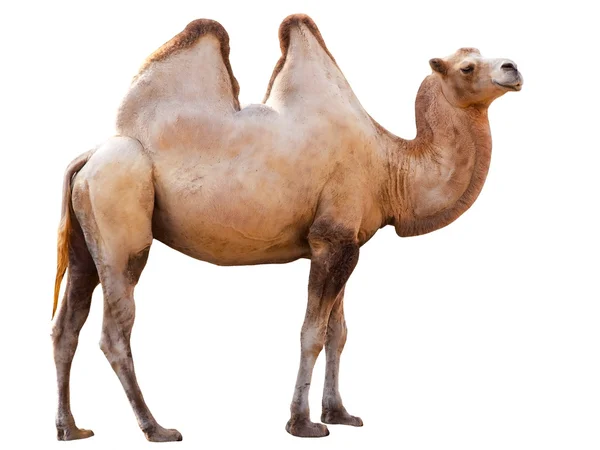 Верблюд — стоковое фото