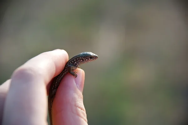 stock image Lizard in a hand