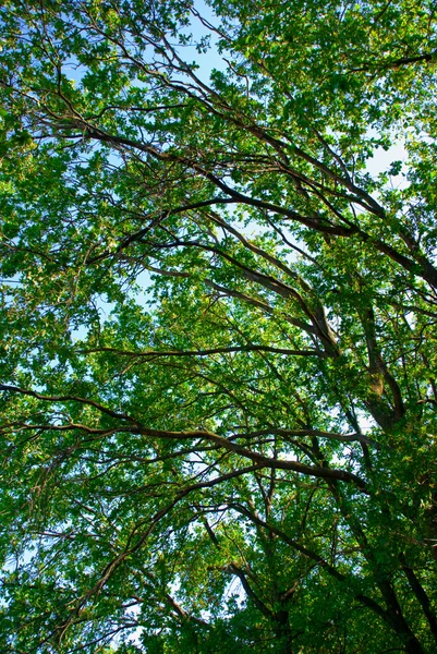 Листья и ветви — стоковое фото