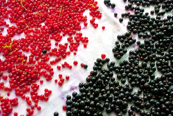 Kırmızı ve siyah frenk üzümü — Stok fotoğraf