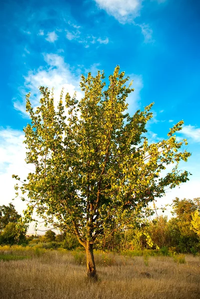 Träd i ett fält — Stockfoto