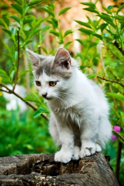 stock image Cat in a garden