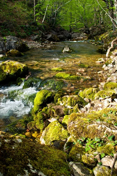 stock image Small waterfall in forest