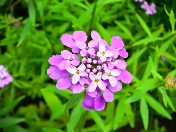 Flor púrpura —  Fotos de Stock