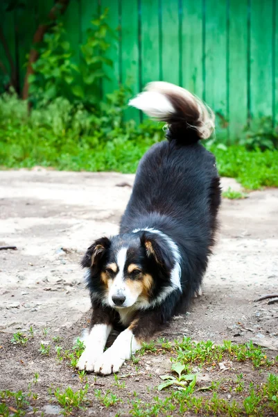Собака на дороге — стоковое фото