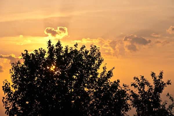 Sunset behind a tree — Stock Photo, Image