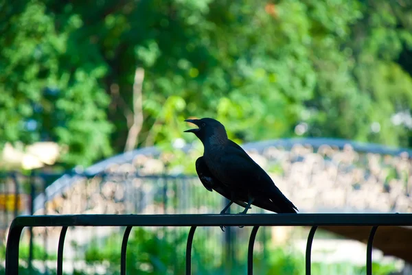 Ворона на паркані — стокове фото