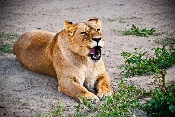 草の中の雌ライオンは — ストック写真