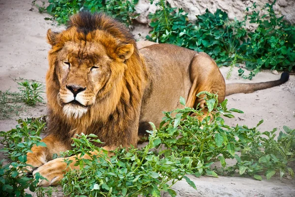 Çimlerde bir aslan — Stok fotoğraf