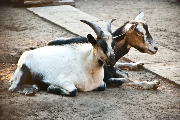 Zwei Ziegen im Zoo — Stockfoto
