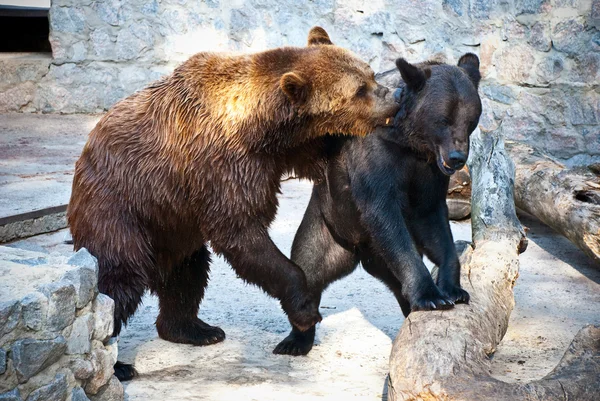 Two fighting bears — Stock Photo, Image