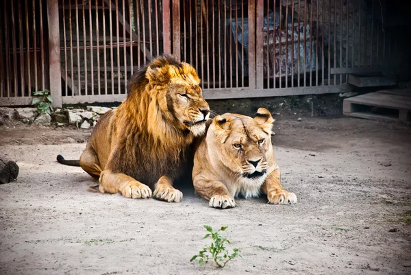 Leão e Leoa — Fotografia de Stock