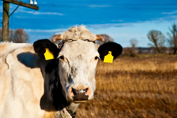 Cow on a farm — Stock Photo, Image