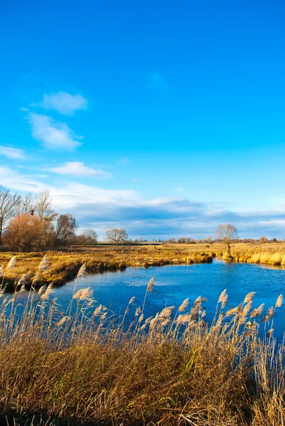 Pond in a field — Stock Photo, Image
