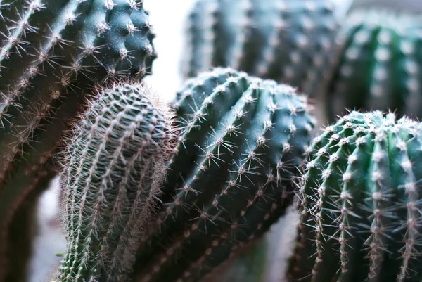 Bakgrund av kaktus — Stockfoto