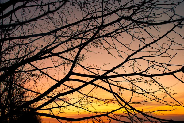 Silhouette of branches — Stock Photo, Image