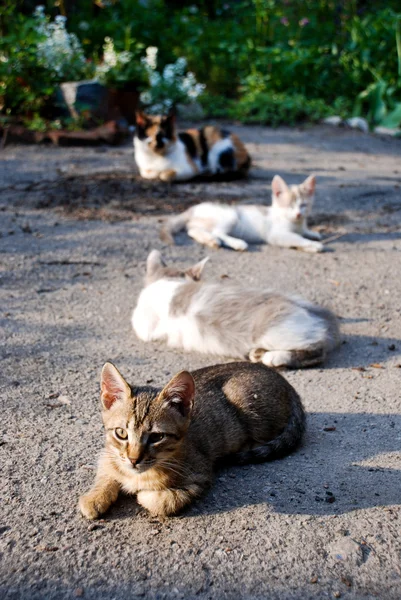Quatro gatos em um jardim — Fotografia de Stock