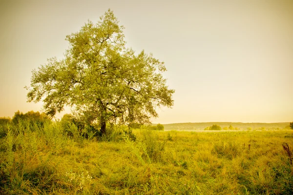 Ağaçta bir çayır — Stok fotoğraf