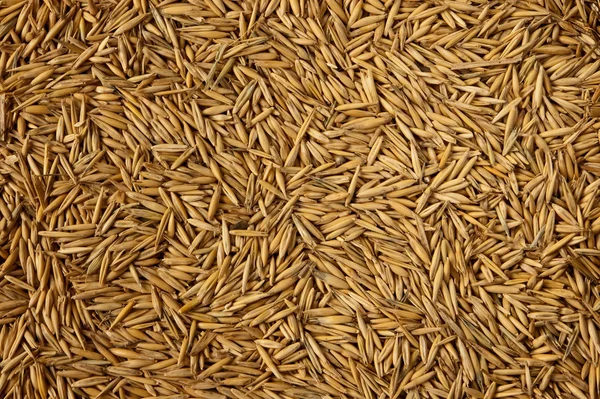 Background of seeds Royalty Free Stock Photos