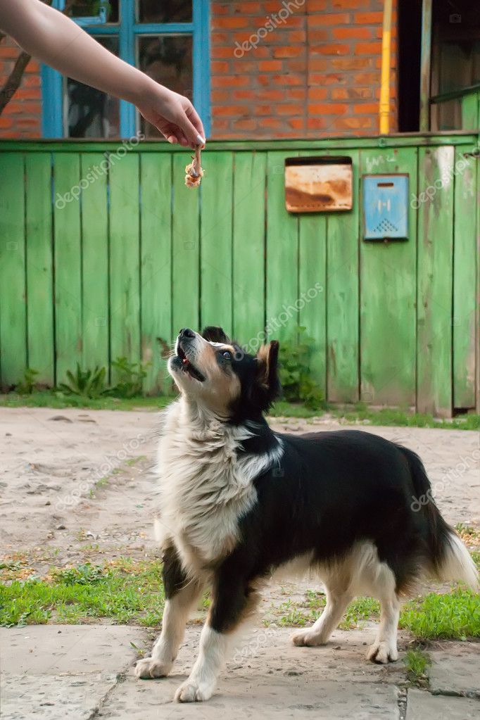 犬は食べ物を待っている ストック写真 C Gorielov